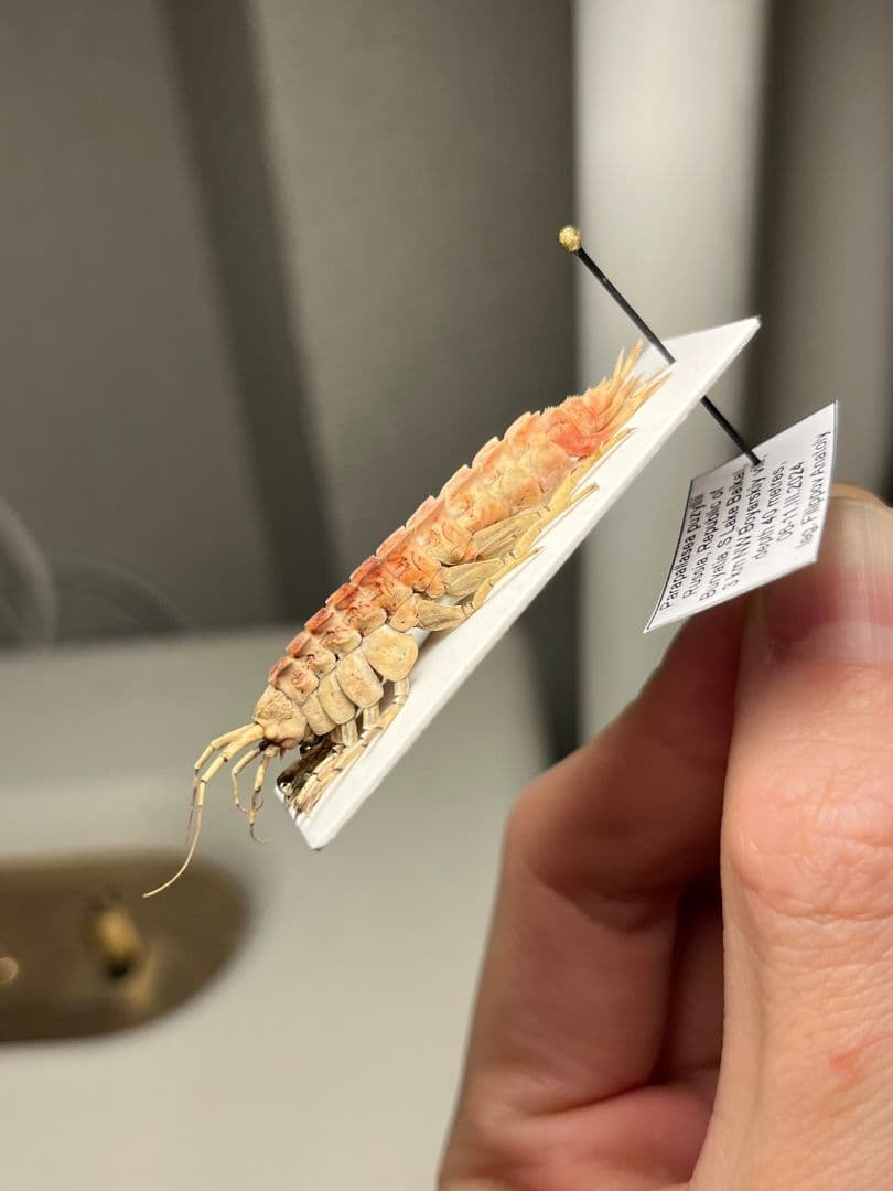 バイカルヨコエビ バイカル湖 標本 ムカデヤスデミリピードセンチピードサソリ