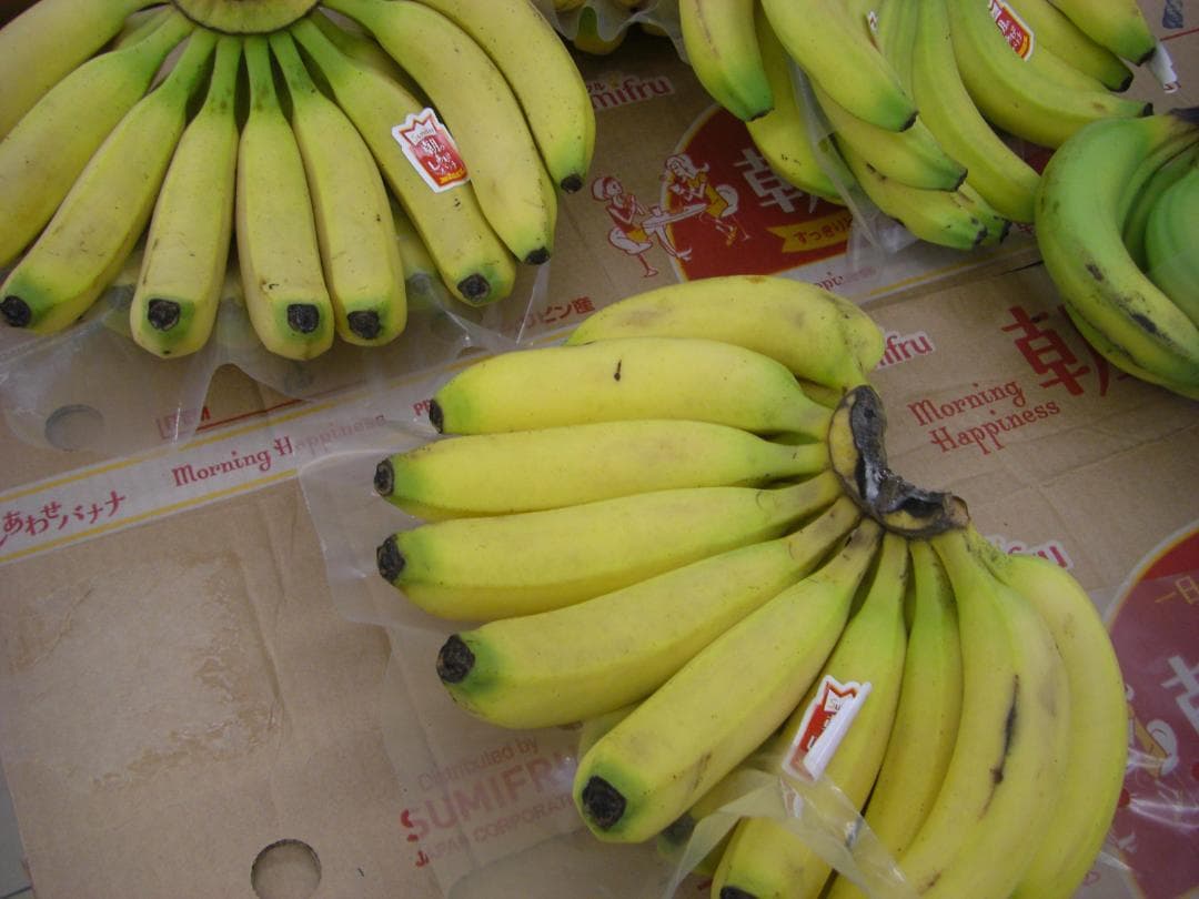 CASIO EXILIM EX-V8 デジタルカメラ