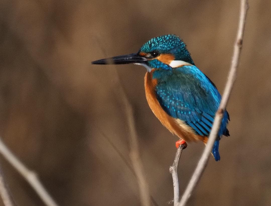 kake3【美品】オリンパスM.ZUIKO 100-400mm