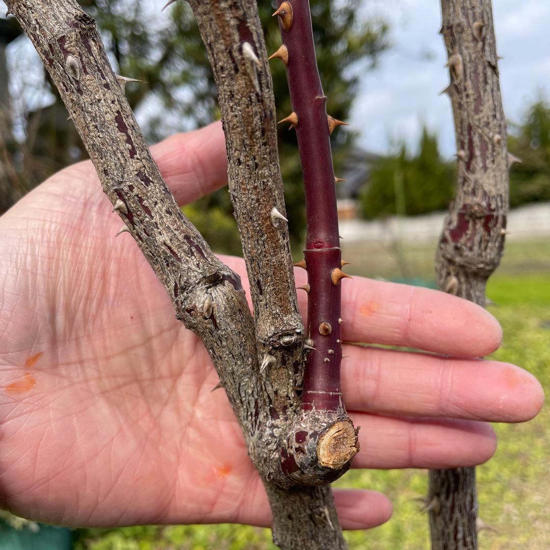 【1.29癌腫無し　即購入可能】【ノヴァーリス】　バラ　苗