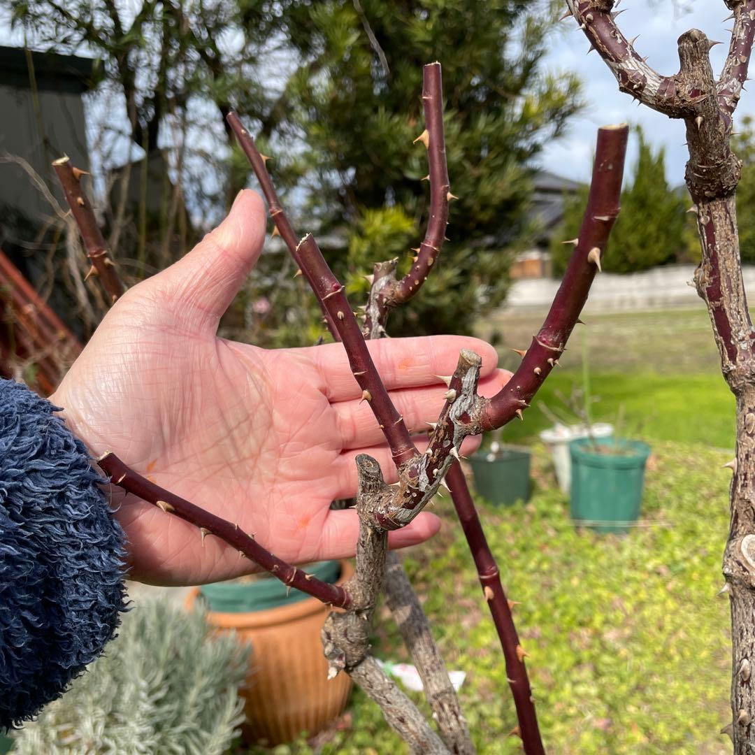 【1.29癌腫無し　即購入可能】【ノヴァーリス】　バラ　苗