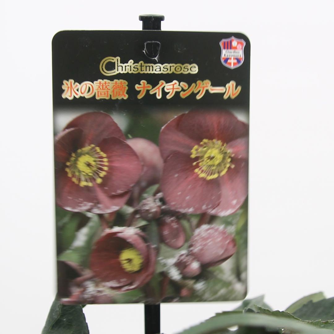 クリスマスローズ　氷の薔薇　6鉢セット