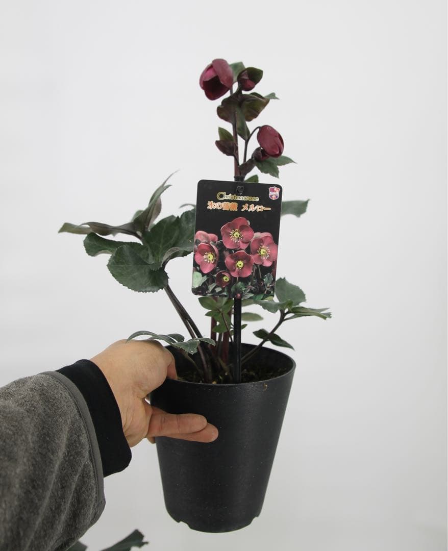 クリスマスローズ　氷の薔薇　6鉢セット
