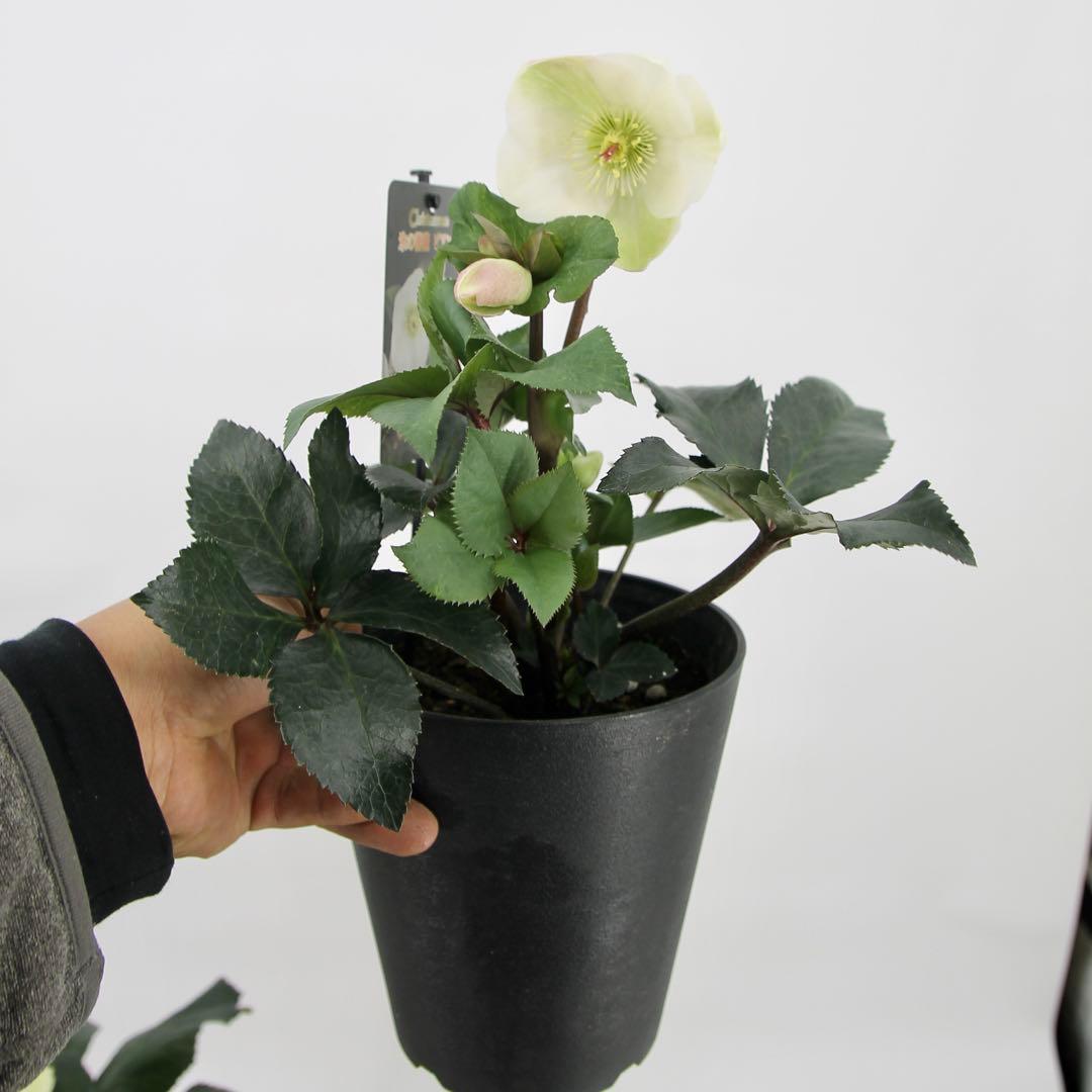 クリスマスローズ　氷の薔薇　6鉢セット