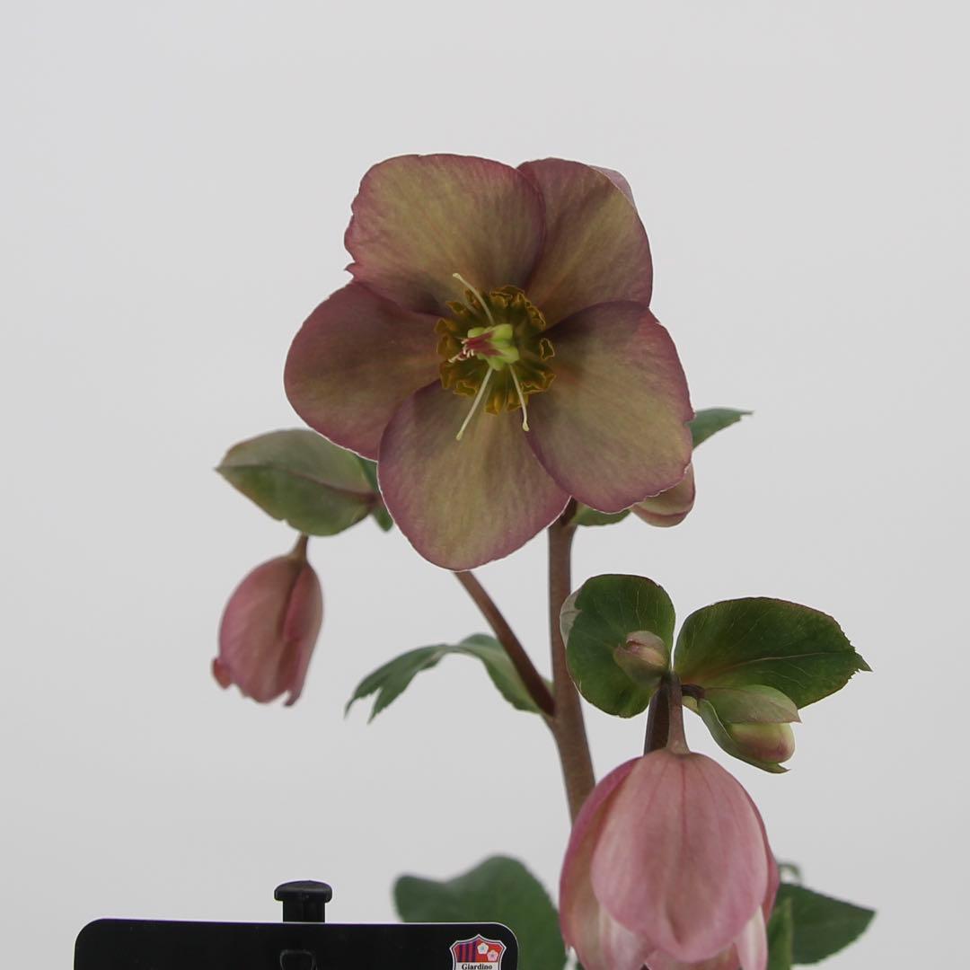 クリスマスローズ　氷の薔薇　6鉢セット