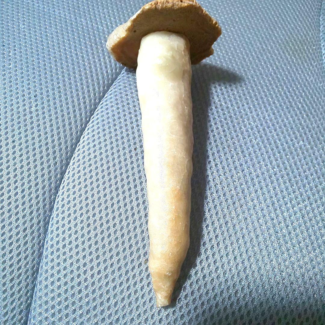 鍾乳石 長さ14.3cm