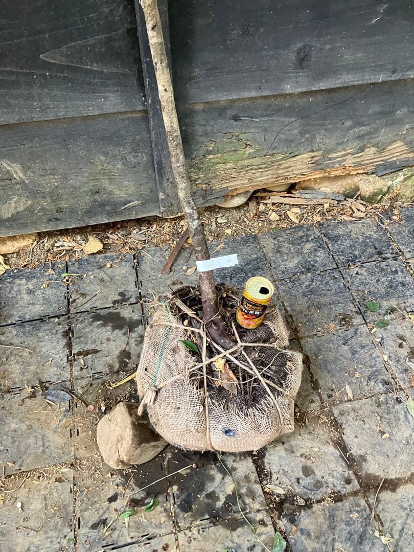 40 山採り　ウワミズザクラ