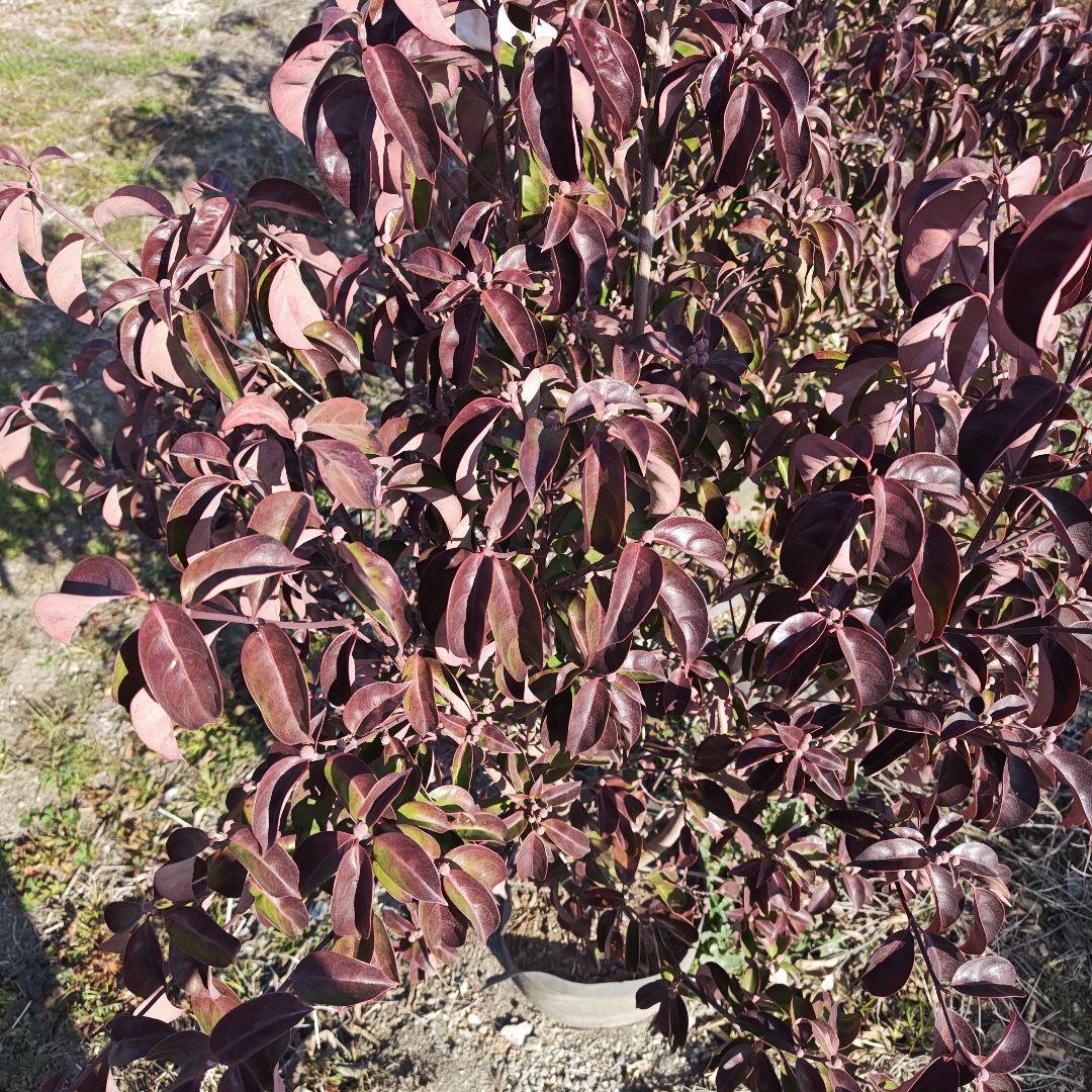 現品 常緑ヤマボウシ