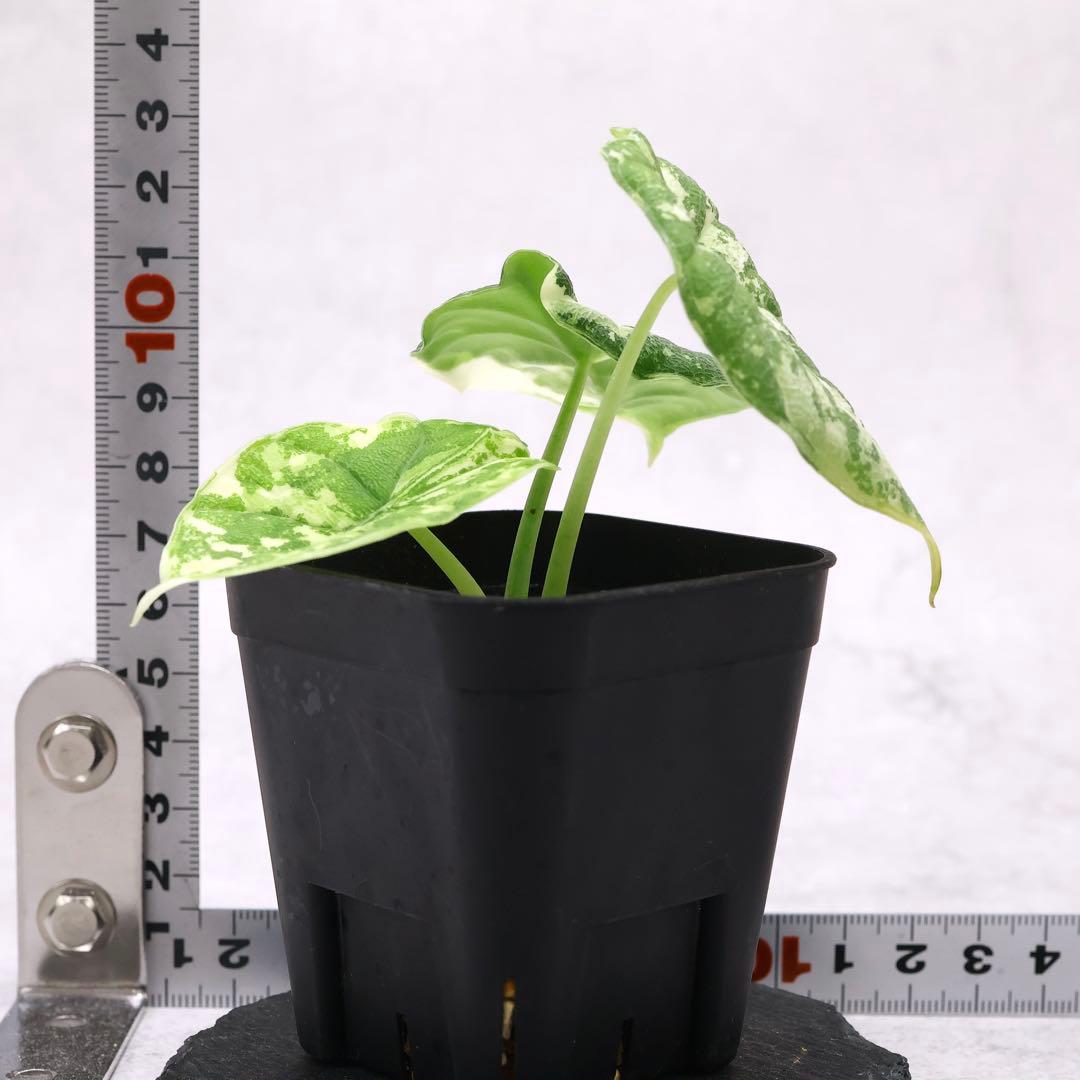 アロカシア メロ アルボ 斑入り