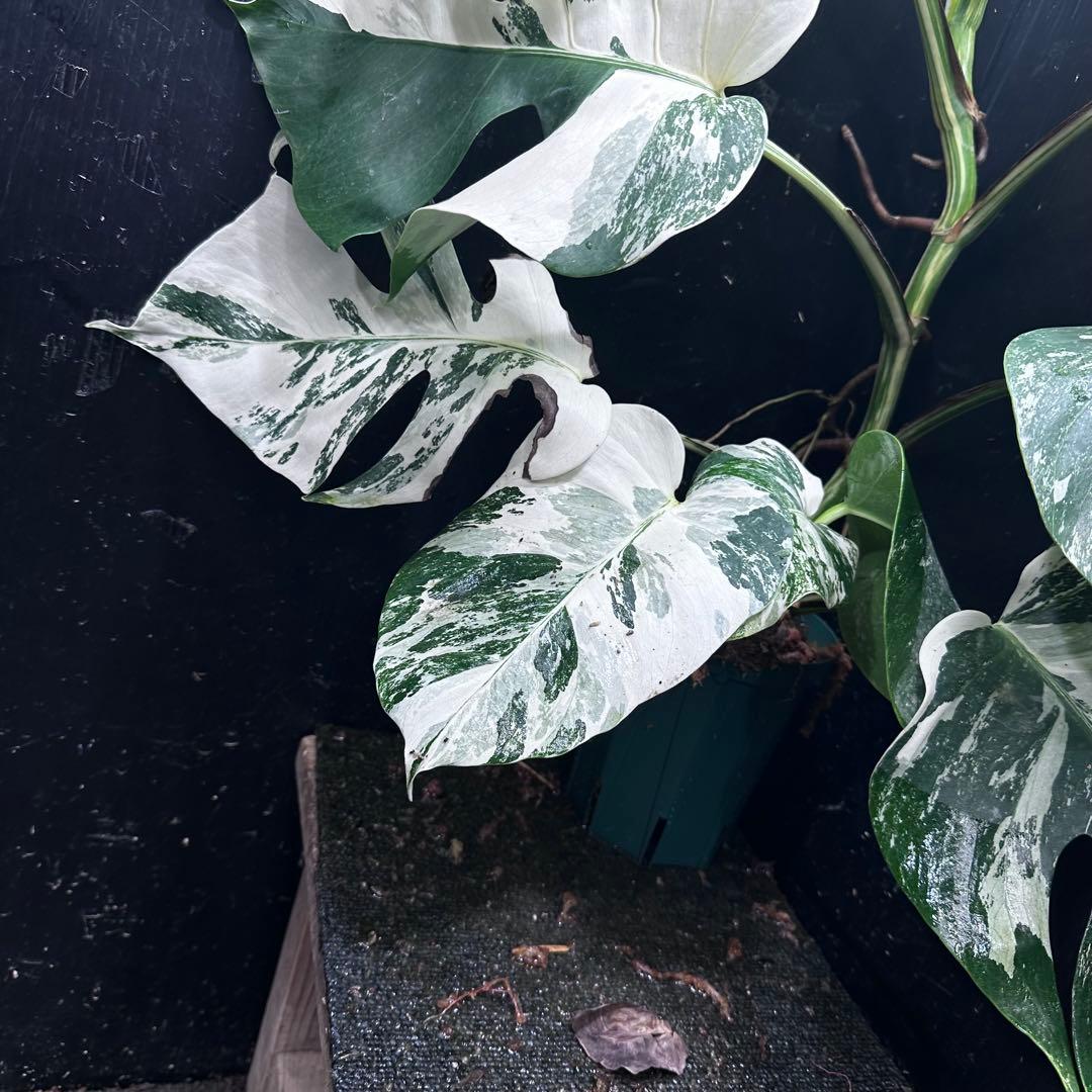 a*u様 斑入りモンステラ ホワイトタイガー極美大株70cm白斑多