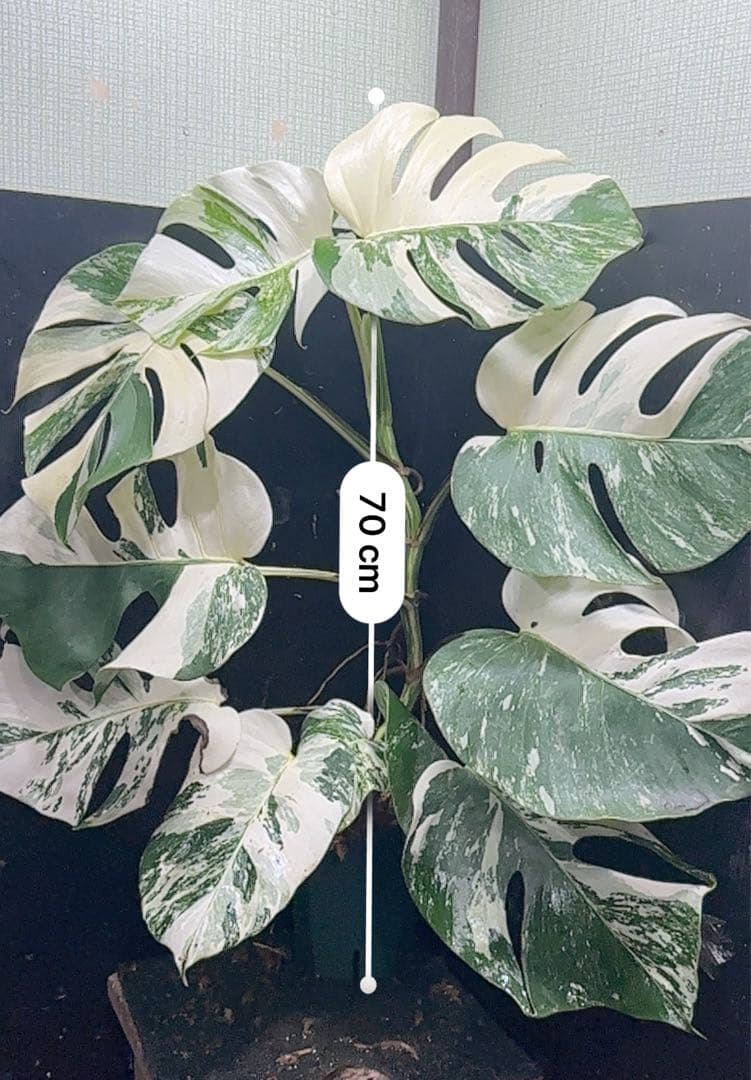 a*u様 斑入りモンステラ ホワイトタイガー極美大株70cm白斑多