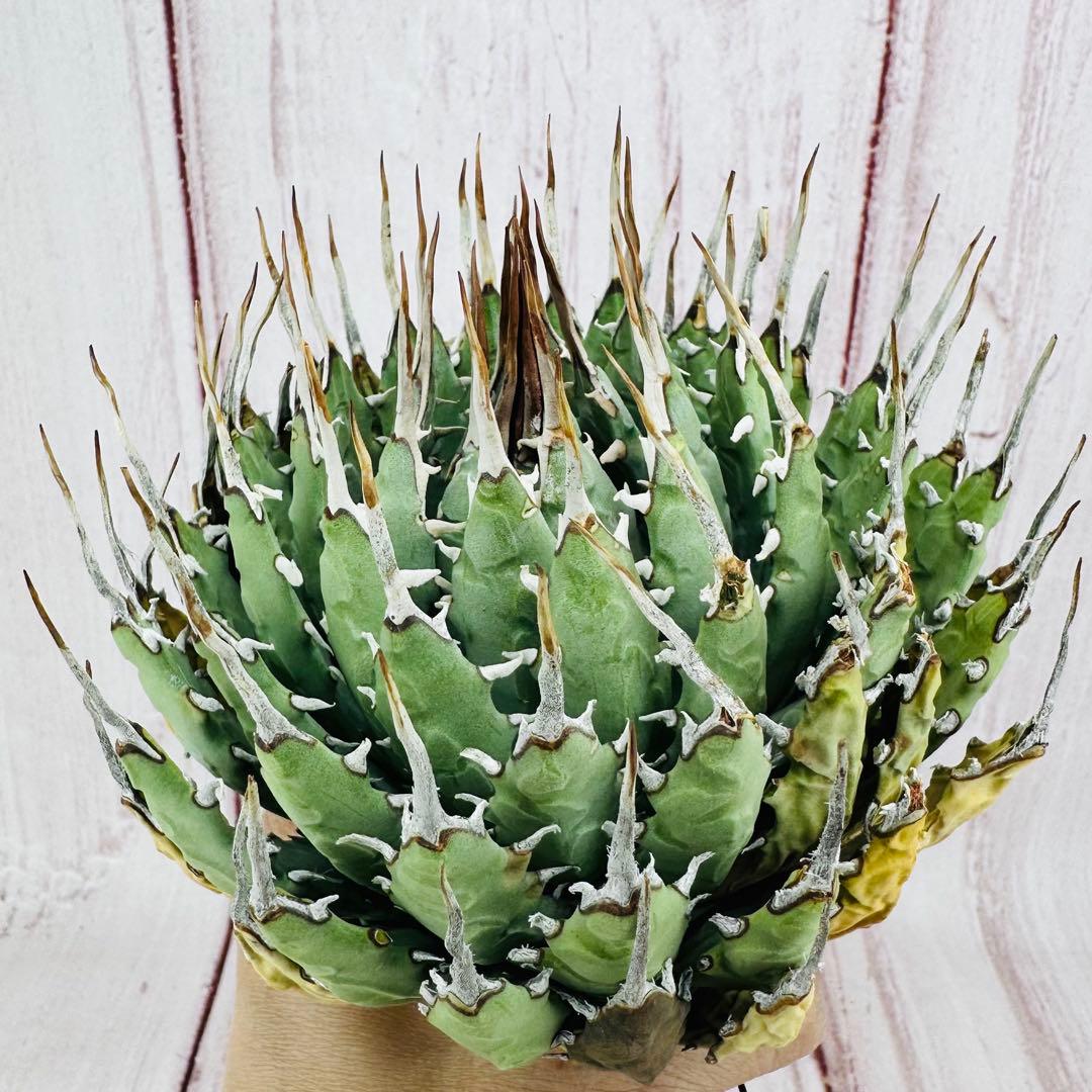 166 アガベ ユタエンシス エボリスピナ 短葉 短刺 太葉