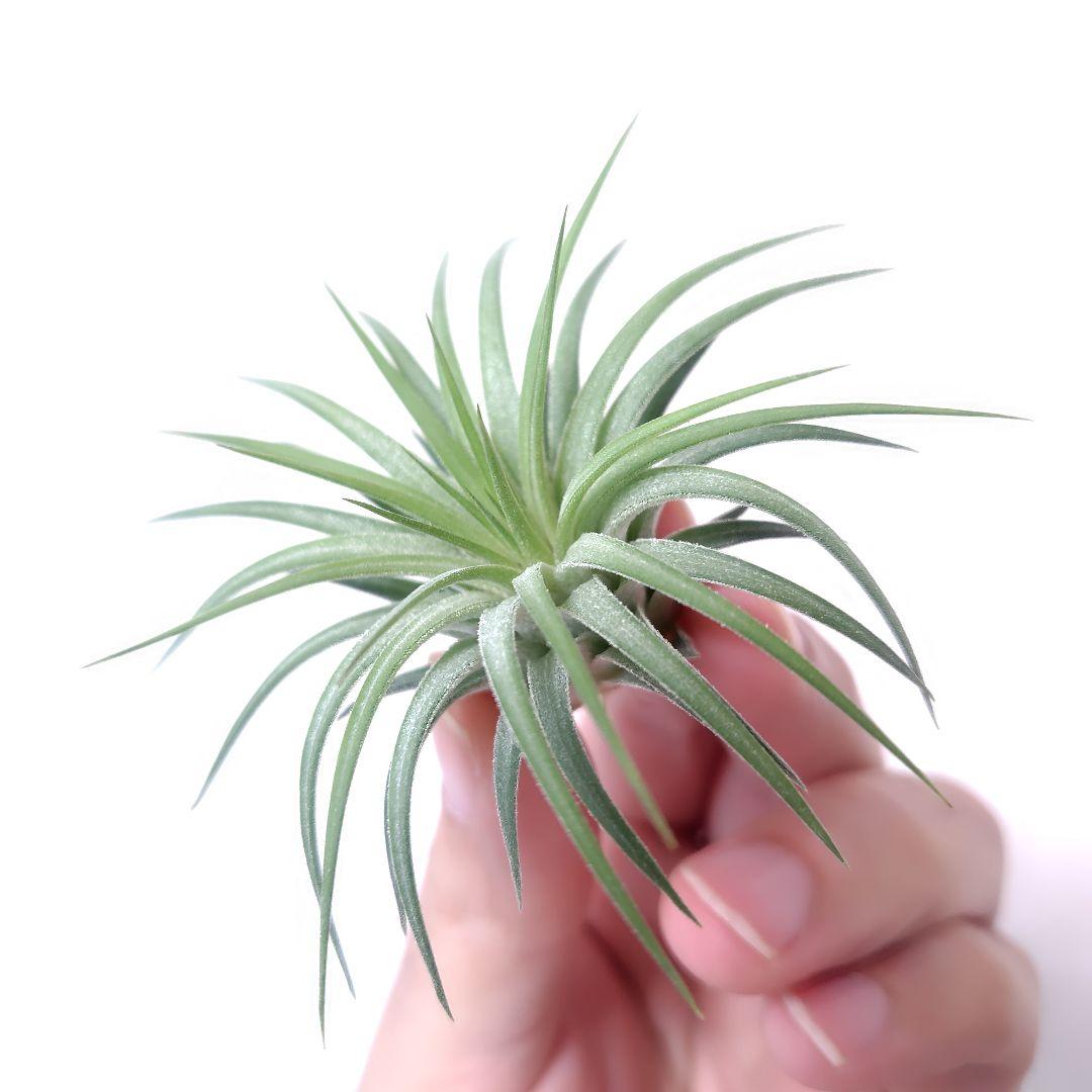 チランジア イオナンタ ヘッジホッグ