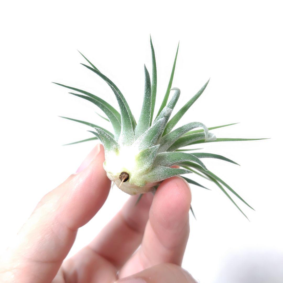 チランジア イオナンタ ヘッジホッグ