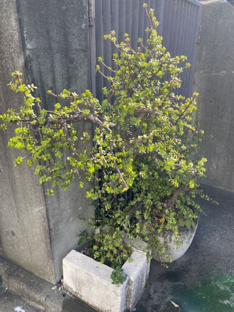 直接引取■大木ポーチュラカリア・アフラ/165cm/庭木や地植えにも■多肉質の葉