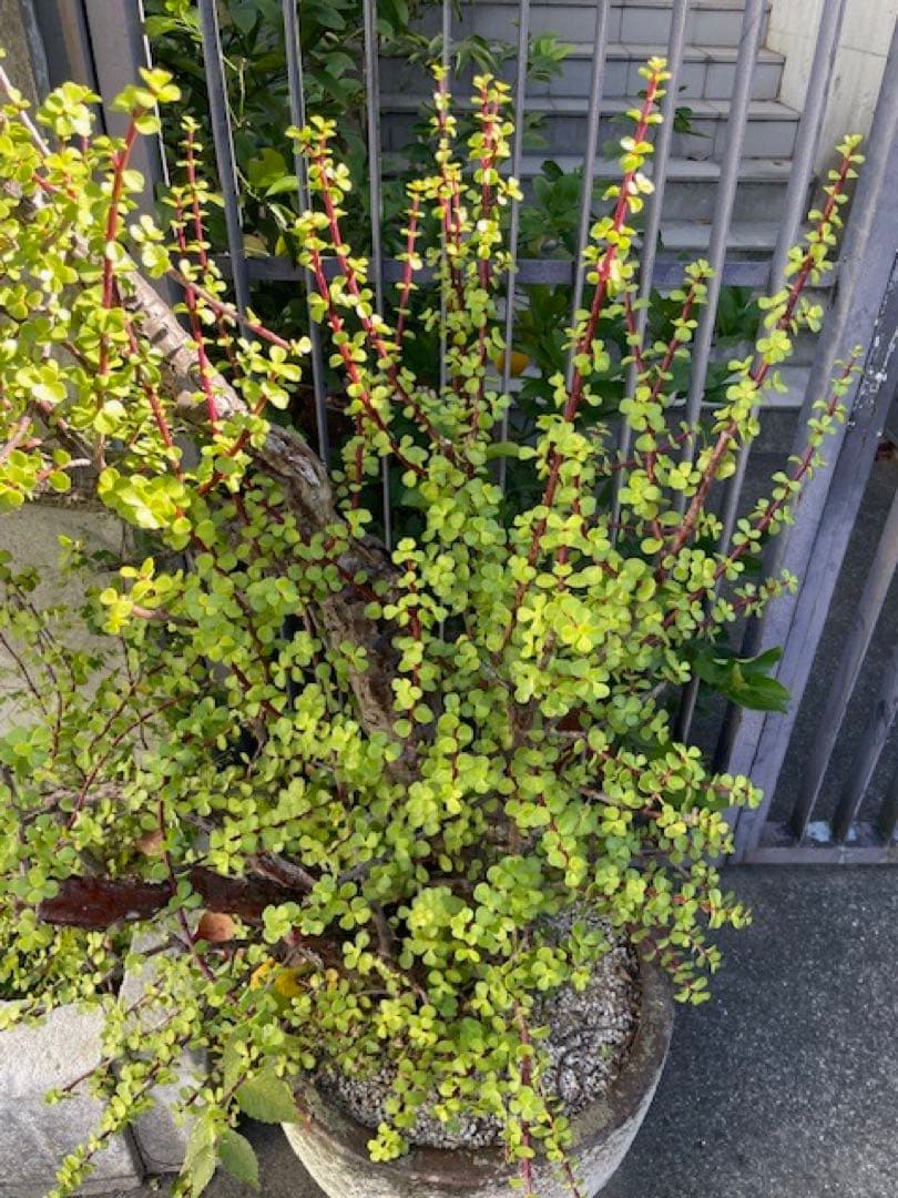 直接引取■大木ポーチュラカリア・アフラ/165cm/庭木や地植えにも■多肉質の葉