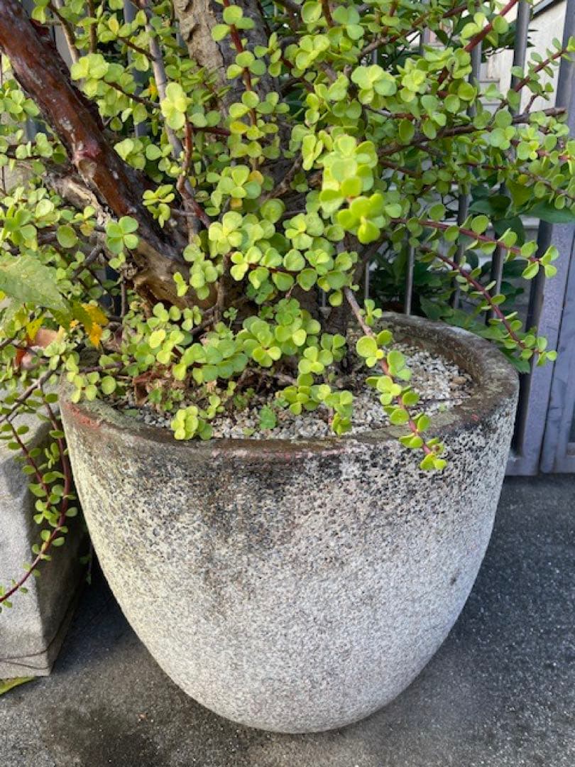 直接引取■大木ポーチュラカリア・アフラ/165cm/庭木や地植えにも■多肉質の葉