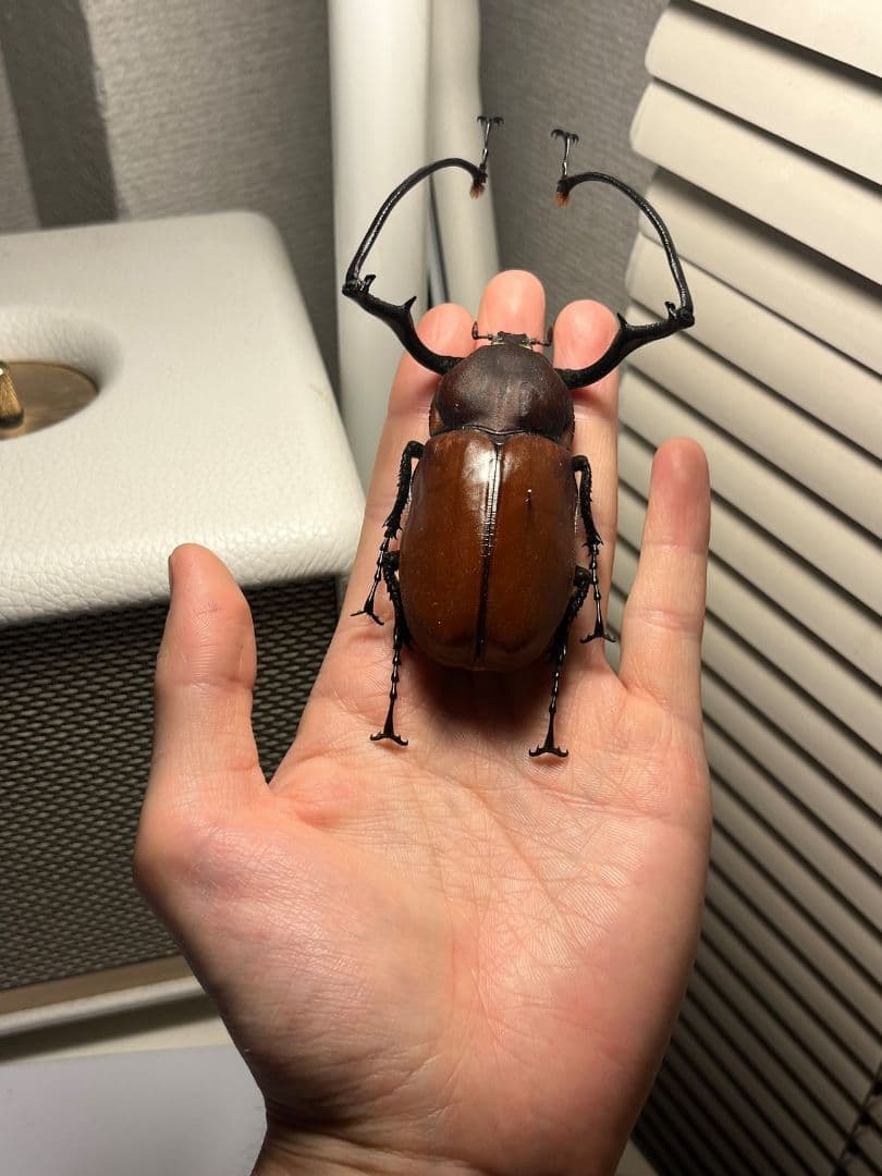 【71mm】セラムドウナガテナガコガネ テナガカミキリ昆虫標本