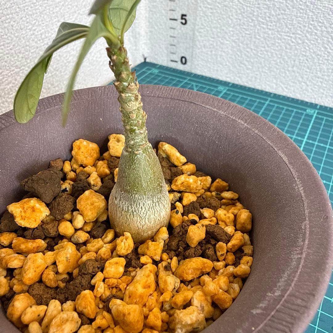 アデニウム　ソコトラナム (EU輸入株) No2