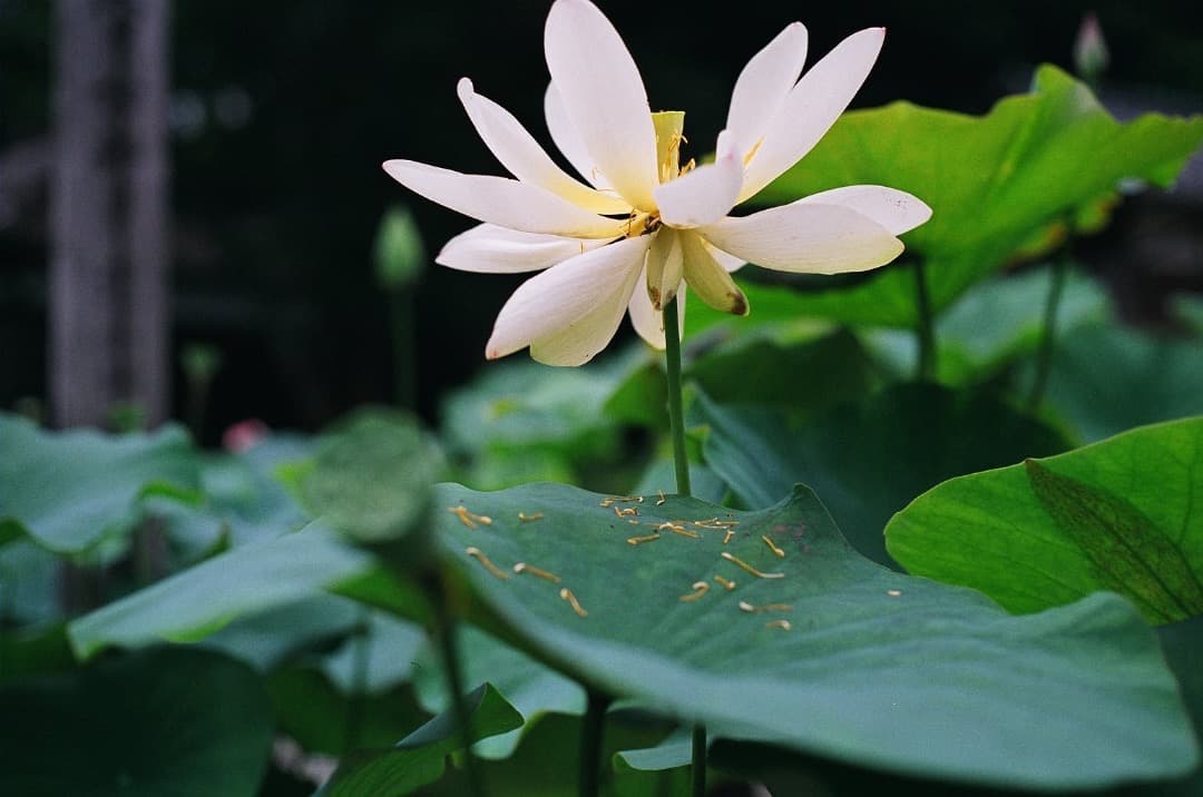 え*ん様 動作確認済み Nikon F3 ボディ 一眼レフ カメラ 純正レザーケ