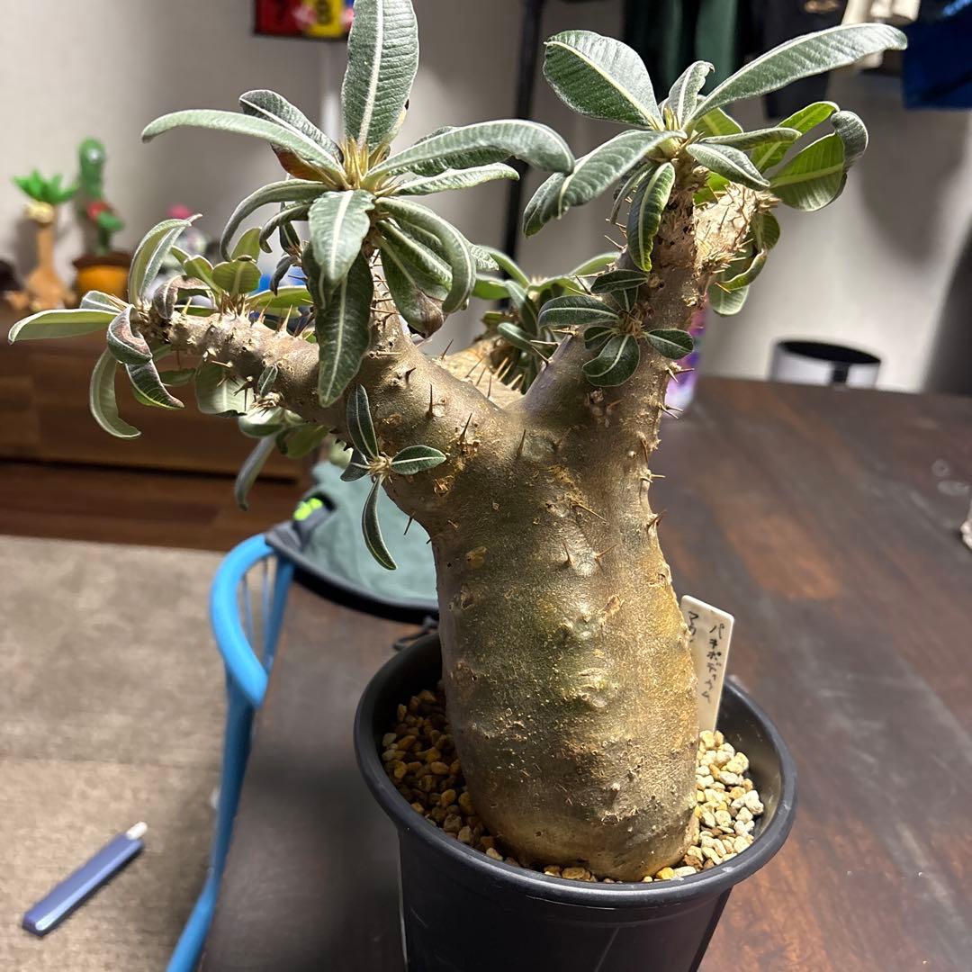 パキポディウムマカイエンセ塊根植物