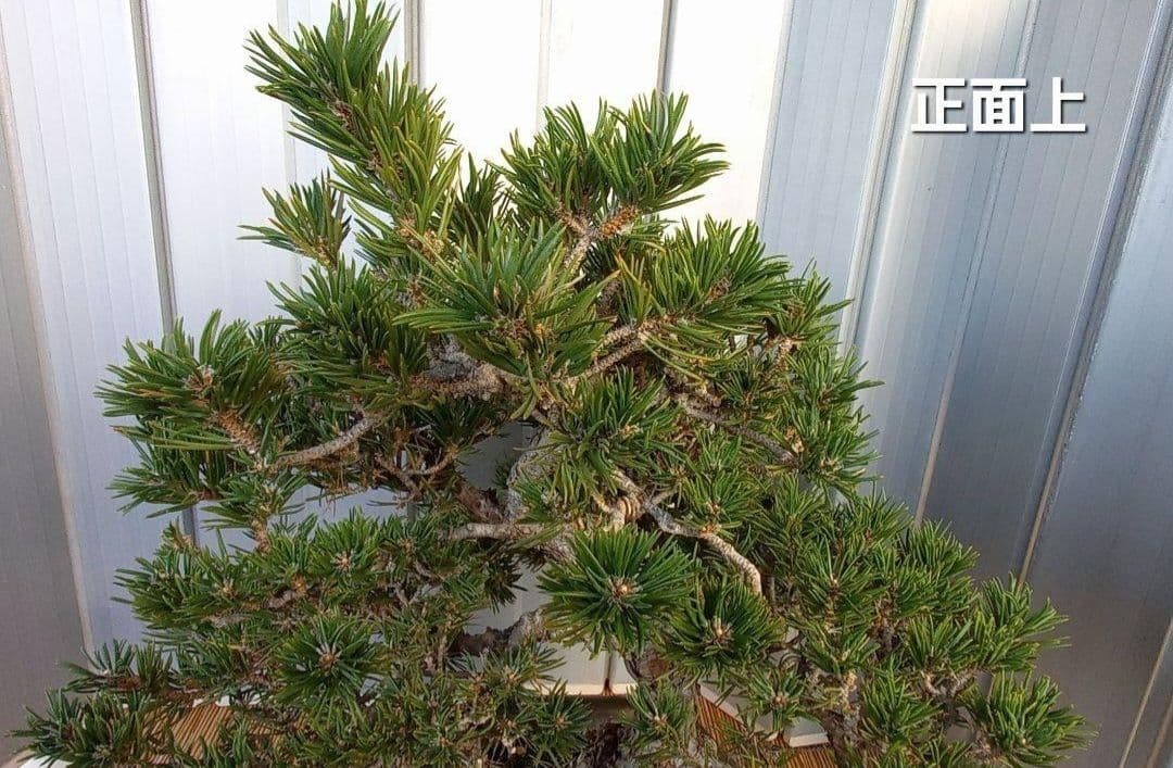 ※10月26日剪定後の写真3枚追加※ ●盆栽● ●寸消黒松● ●樹齢50年位●