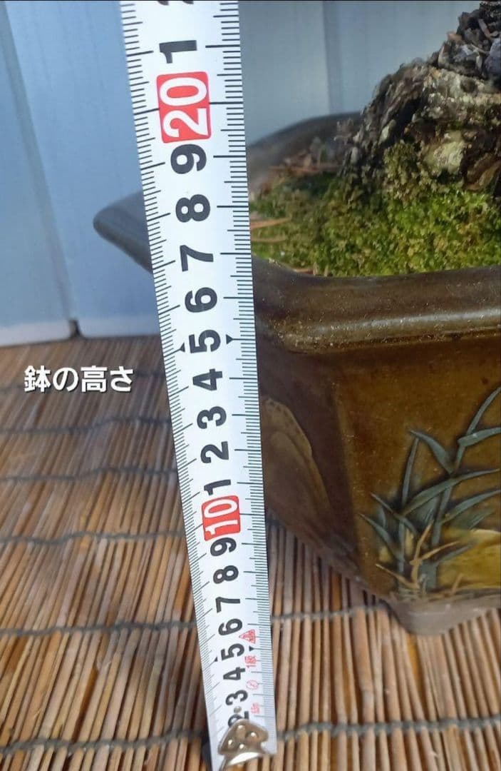 ※10月26日剪定後の写真3枚追加※ ●盆栽● ●寸消黒松● ●樹齢50年位●