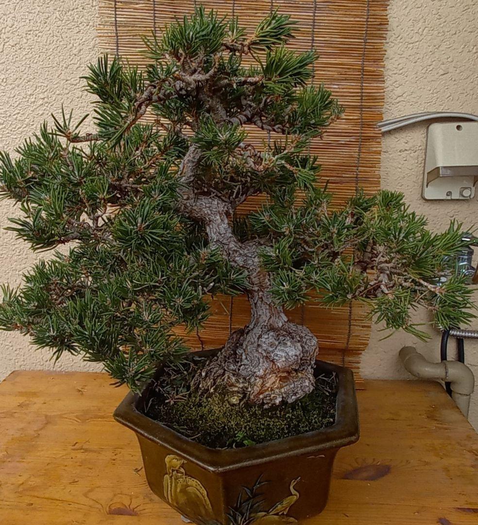 ※10月26日剪定後の写真3枚追加※ ●盆栽● ●寸消黒松● ●樹齢50年位●