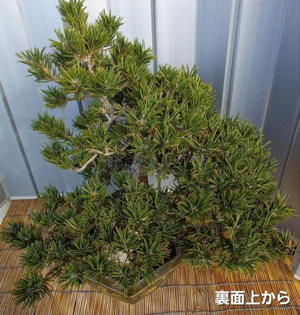 ※10月26日剪定後の写真3枚追加※ ●盆栽● ●寸消黒松● ●樹齢50年位●