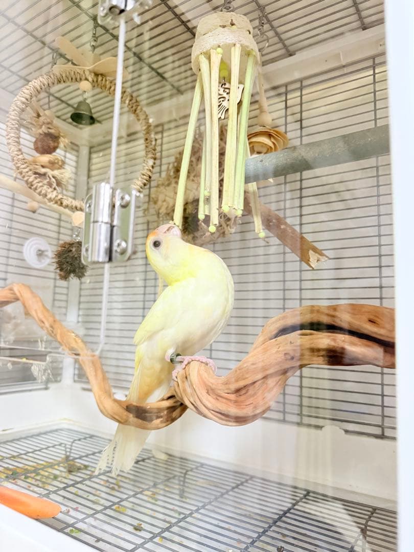 インコのおもちゃ 作品紹介