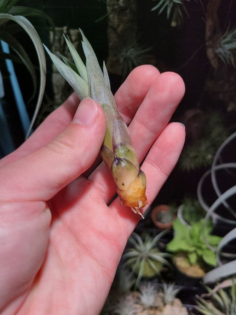 プルメリア ページ