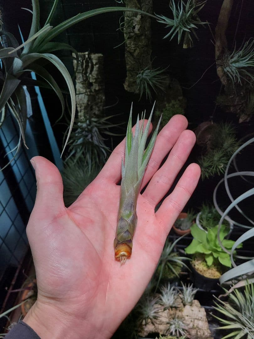 プルメリア ページ