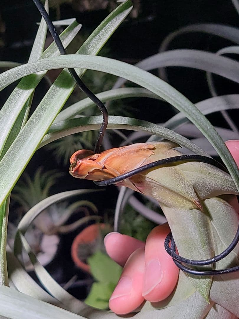 プルメリア ページ