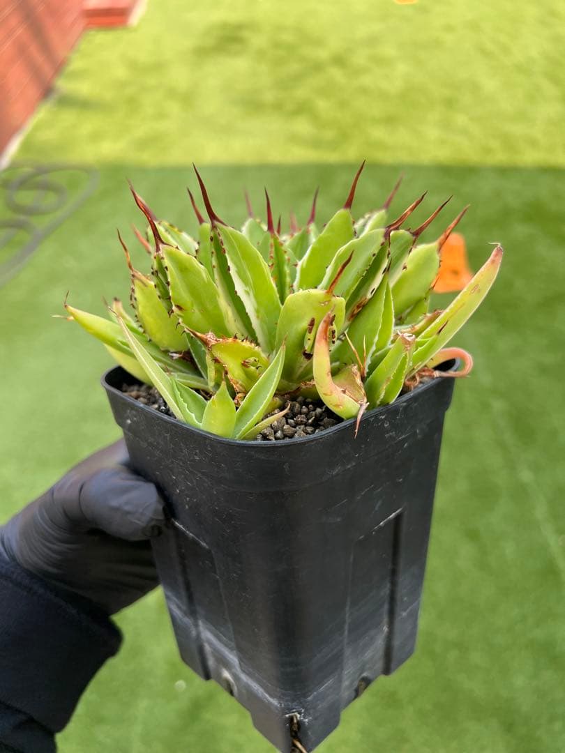 アガベ キュービック錦 白覆輪 子株5株以上付き