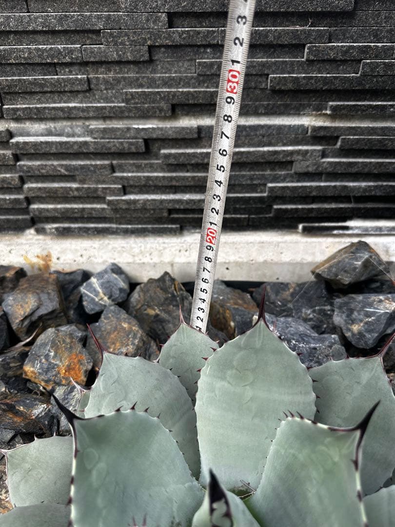 m*️様 アガベ　パリー　トランカータ　ハンティントン　吉祥天