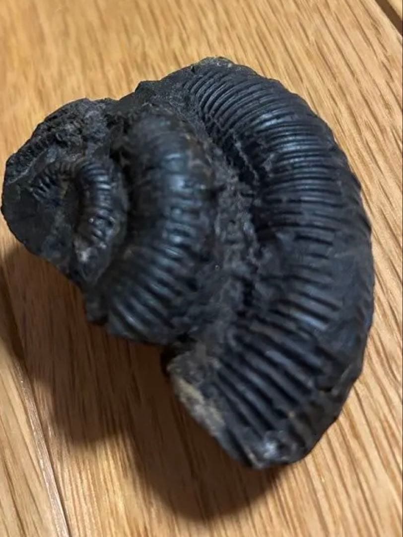 ディディモセラス　化石　アンモナイト　淡路島