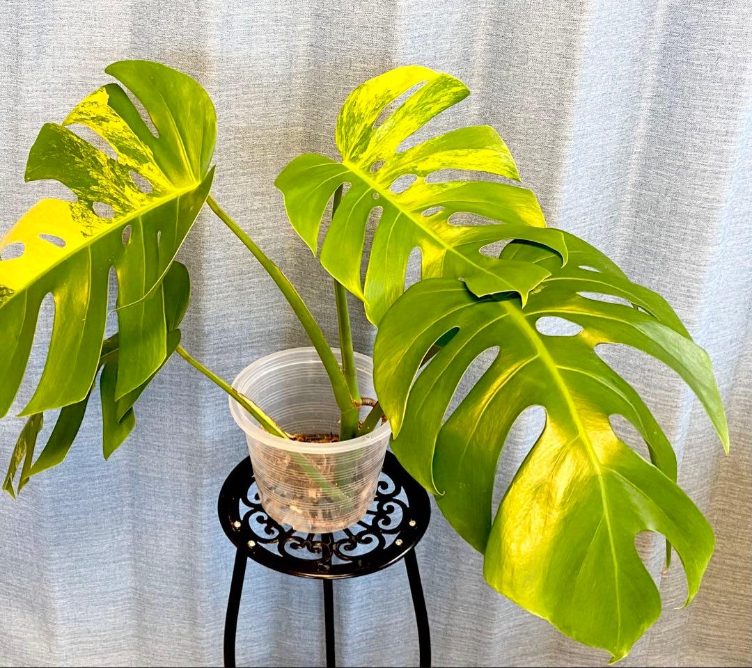 【大葉30㎝以上】4枚葉 モンステラ デリシオーサ イエローマリリン 斑入り