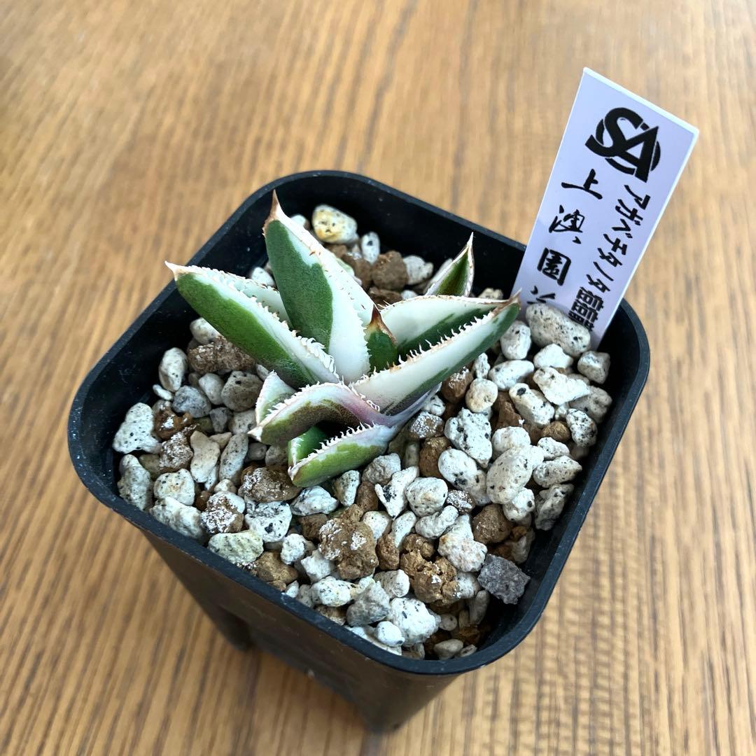 速達【鉢ごと発送】活着　特大　選抜　アガべ　チタノタ　豆豆龍錦　TC 白覆輪