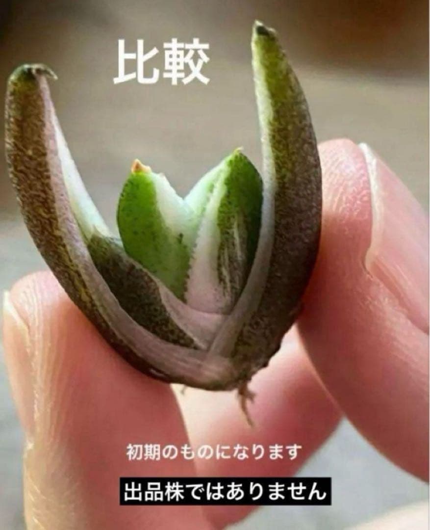 速達【鉢ごと発送】活着　特大　選抜　アガべ　チタノタ　豆豆龍錦　TC 白覆輪