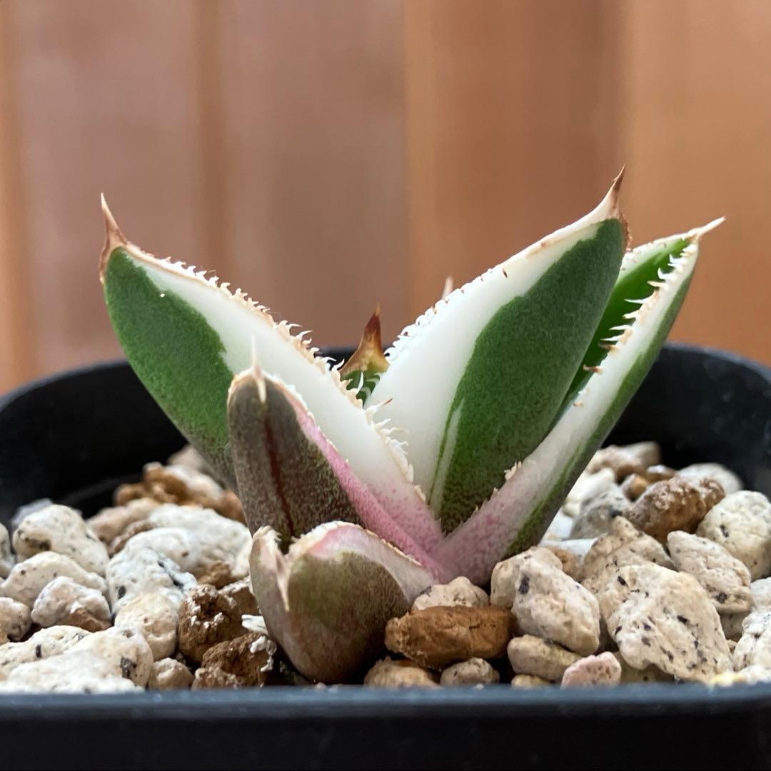 速達【鉢ごと発送】活着　特大　選抜　アガべ　チタノタ　豆豆龍錦　TC 白覆輪