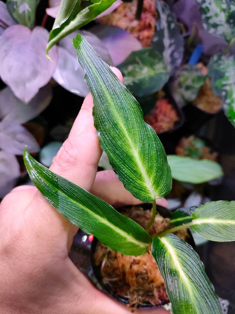 LA便 Homalomena sp.Papua【LA0021-05z】ホマロメナ
