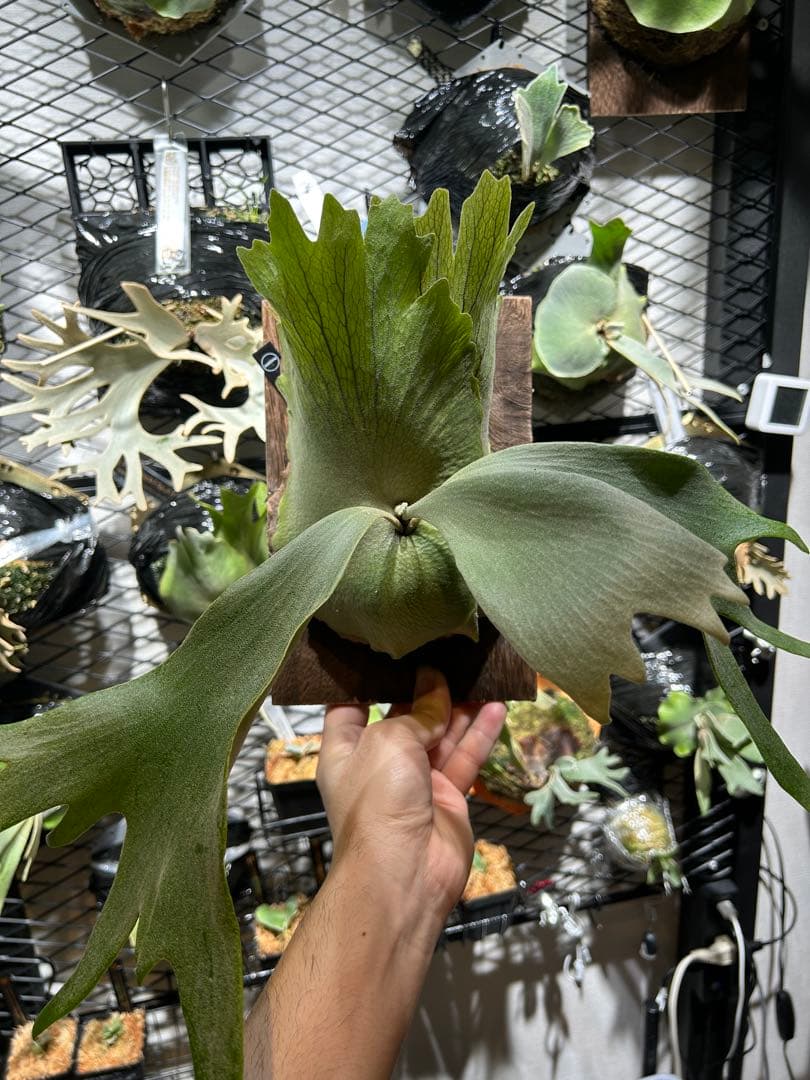 willinckii OMG White Gizmo mix スポア