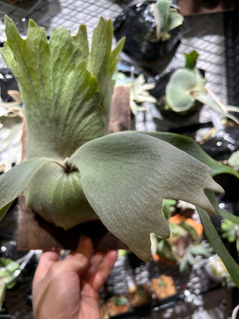 willinckii OMG White Gizmo mix スポア