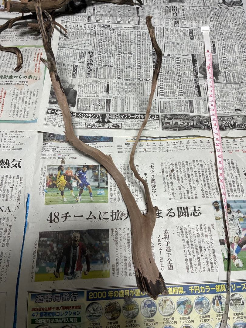 【沈下処理済み】ブラックスマトラブランチウッド