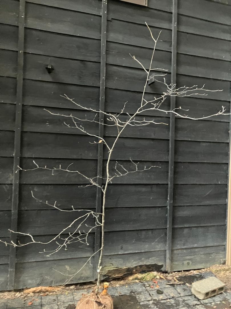 1 山採り　アズキナシ