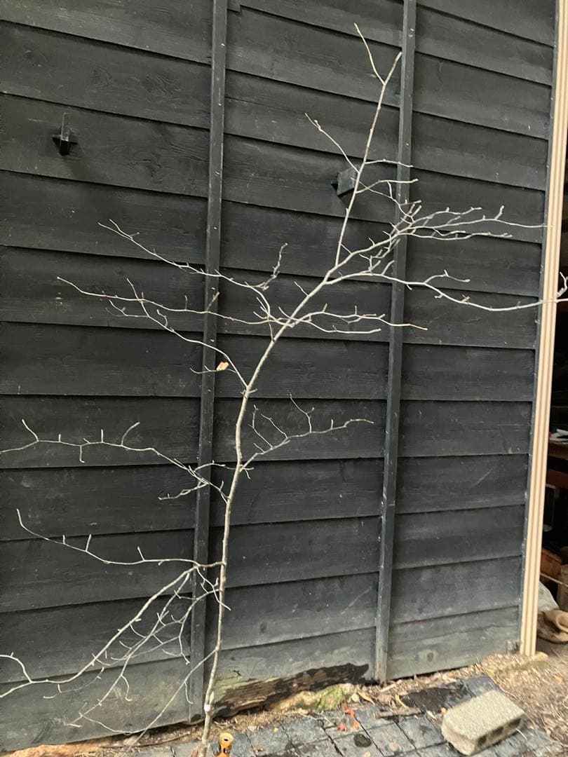 1 山採り　アズキナシ