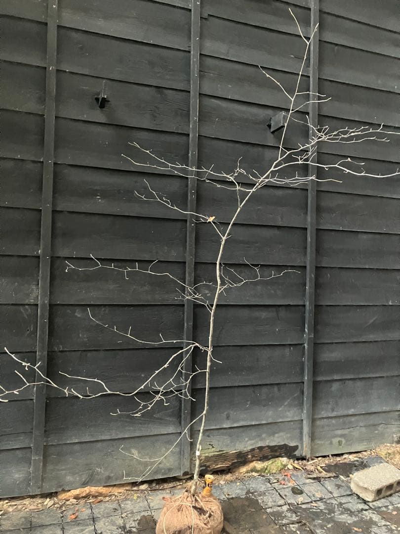 1 山採り　アズキナシ