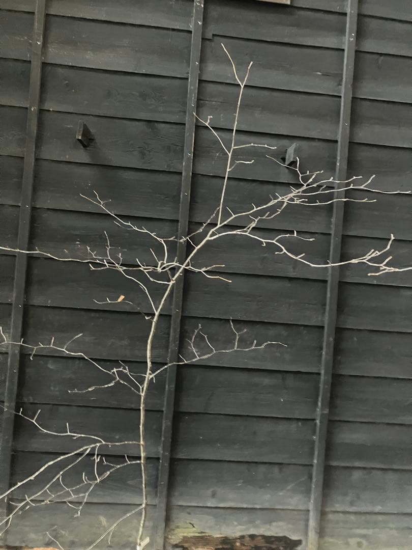 1 山採り　アズキナシ