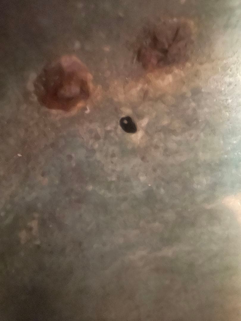 古銅　火鉢　獣三つ足　木台付き　骨董