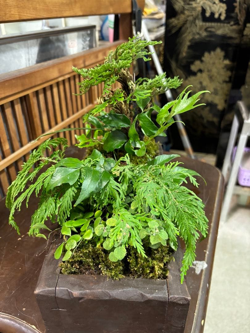 自家製，イワヒバの寄せ植え盆栽 山野草盆栽 自然風景スタイルの苔玉 激安